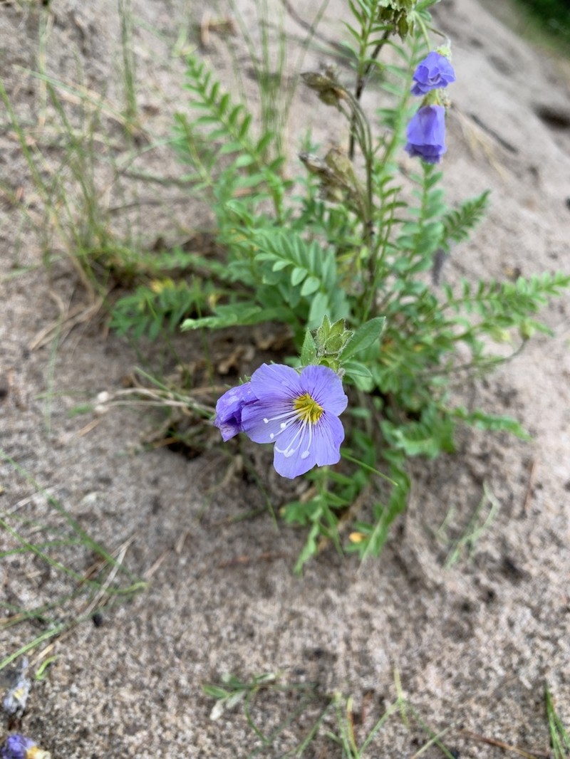 Northern Jacob'S-Ladder photo 5