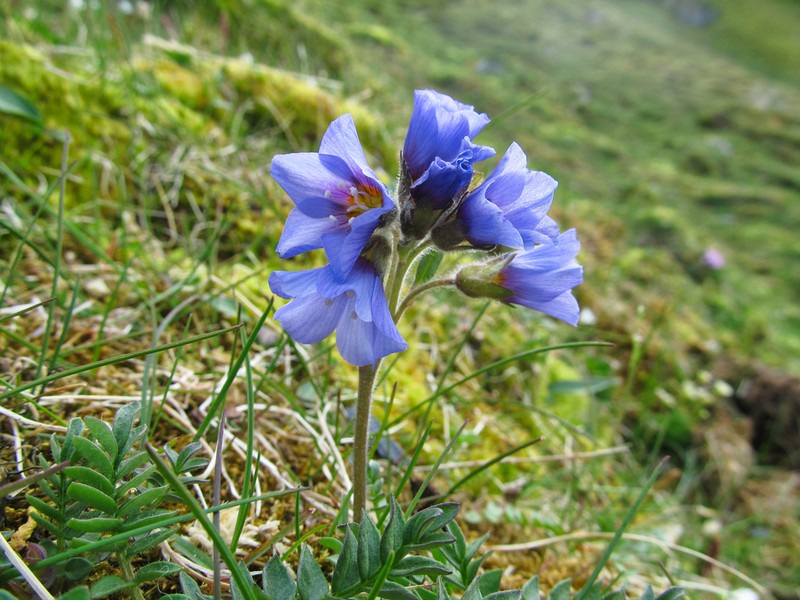 Northern Jacob'S-Ladder photo 6