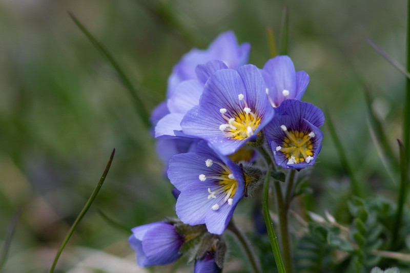 Northern Jacob'S-Ladder photo 7