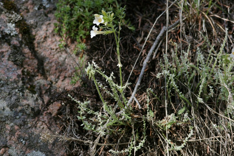 Brandegee's Jacob's-Ladder photo 2