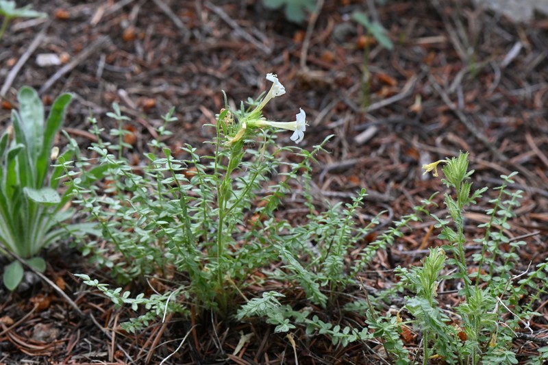 Brandegee's Jacob's-Ladder photo 7