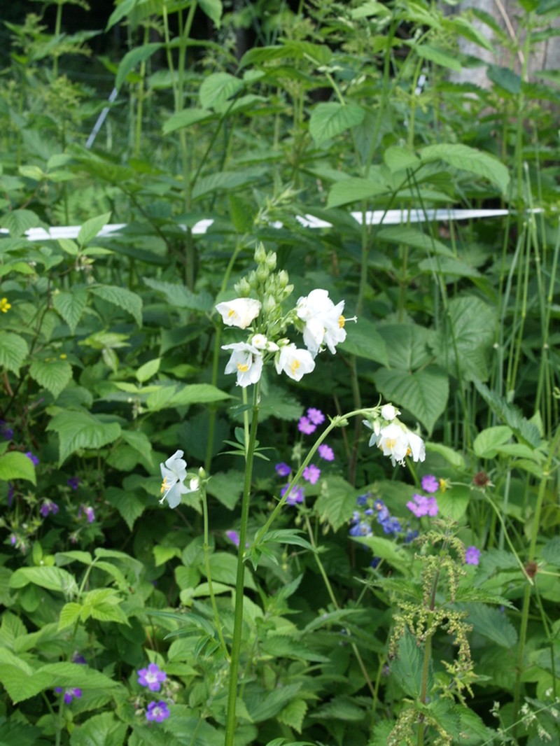 Polemonium caeruleum subsp. caeruleum