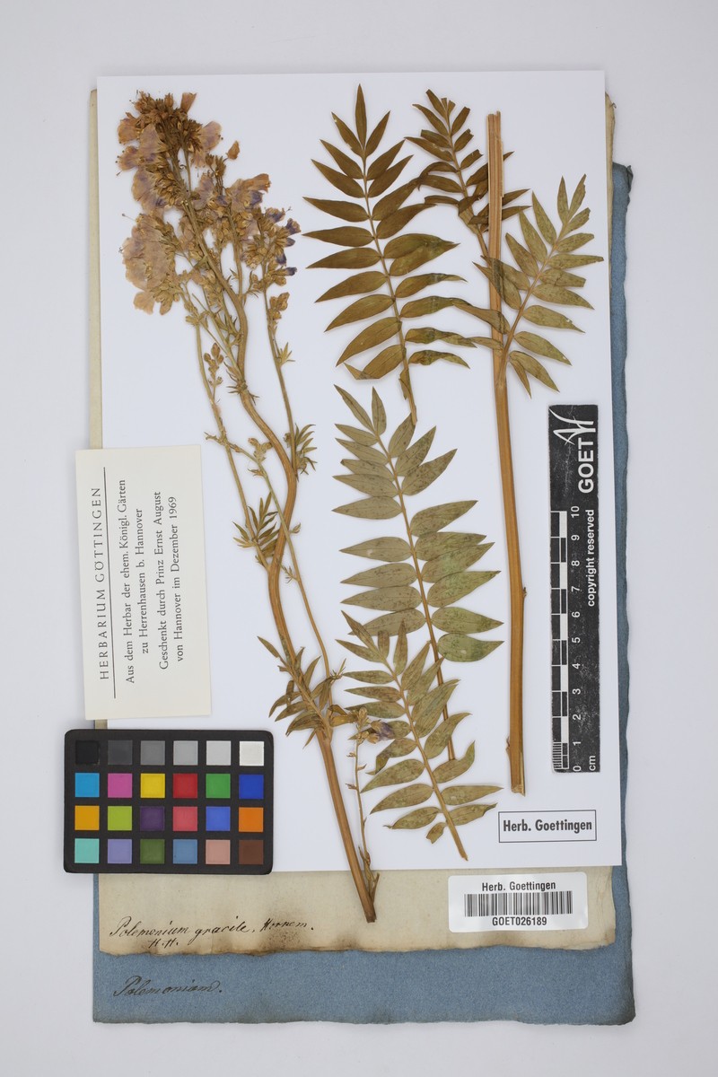 Polemonium caeruleum subsp. caeruleum photo 2
