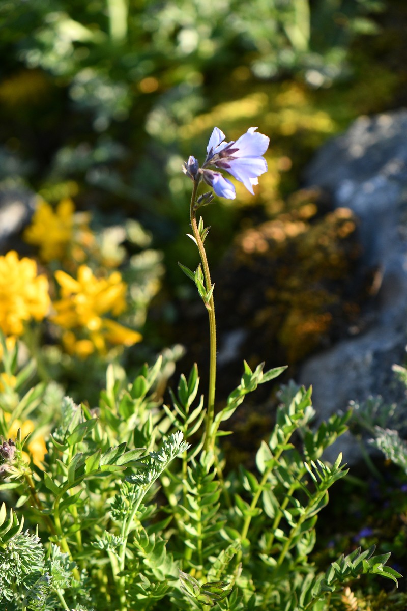 Polemonium caeruleum subsp. himalayanum