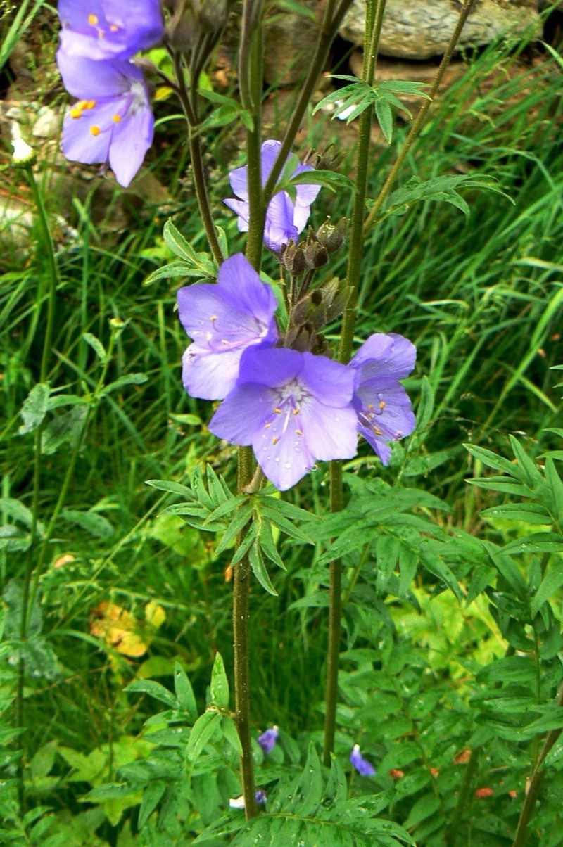 Polemonium caeruleum subsp. himalayanum photo 2