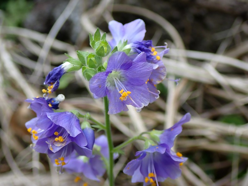 Polemonium caeruleum subsp. yezoense