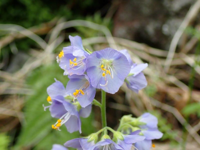 Polemonium caeruleum subsp. yezoense photo 2