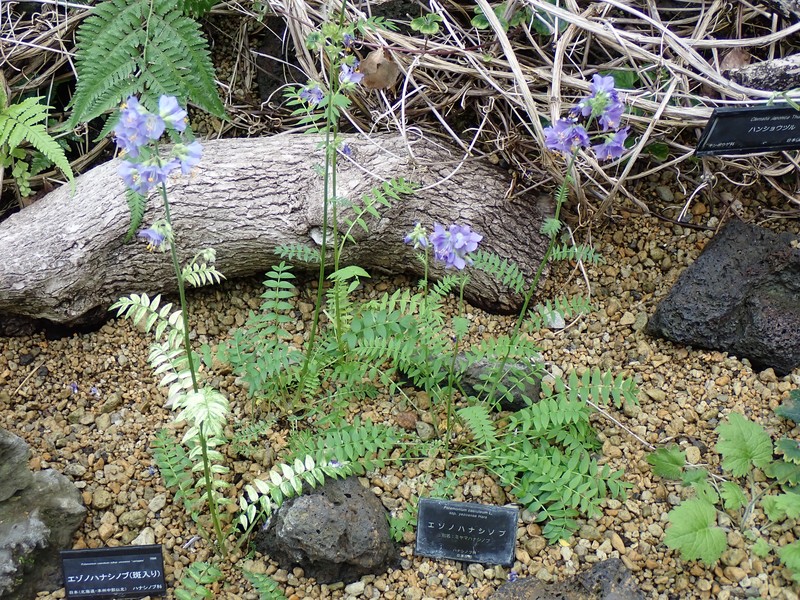 Polemonium caeruleum subsp. yezoense photo 3