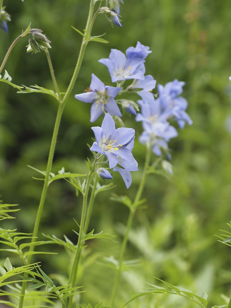 Polemonium caeruleum var. nipponicum photo 2