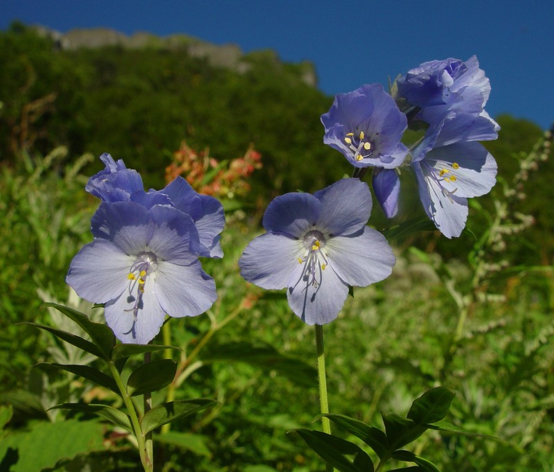Polemonium caeruleum var. nipponicum