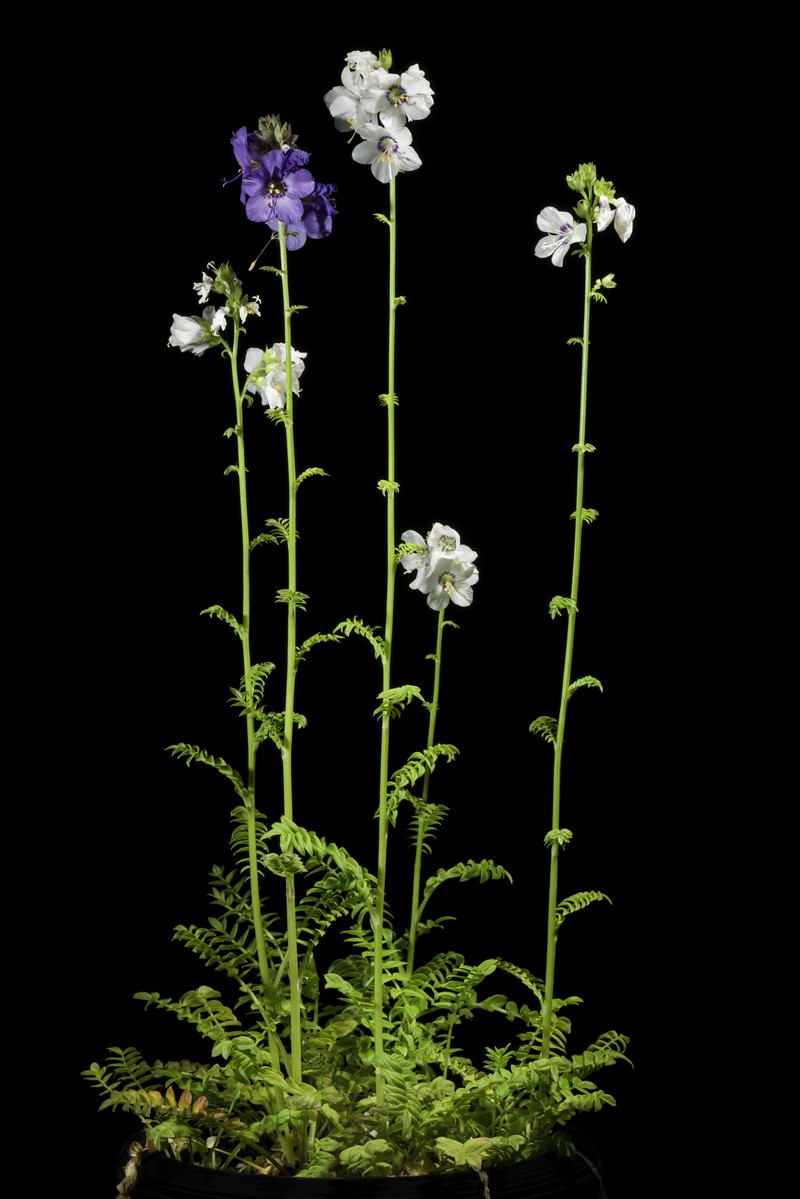 Polemonium caeruleum var. nipponicum photo 3
