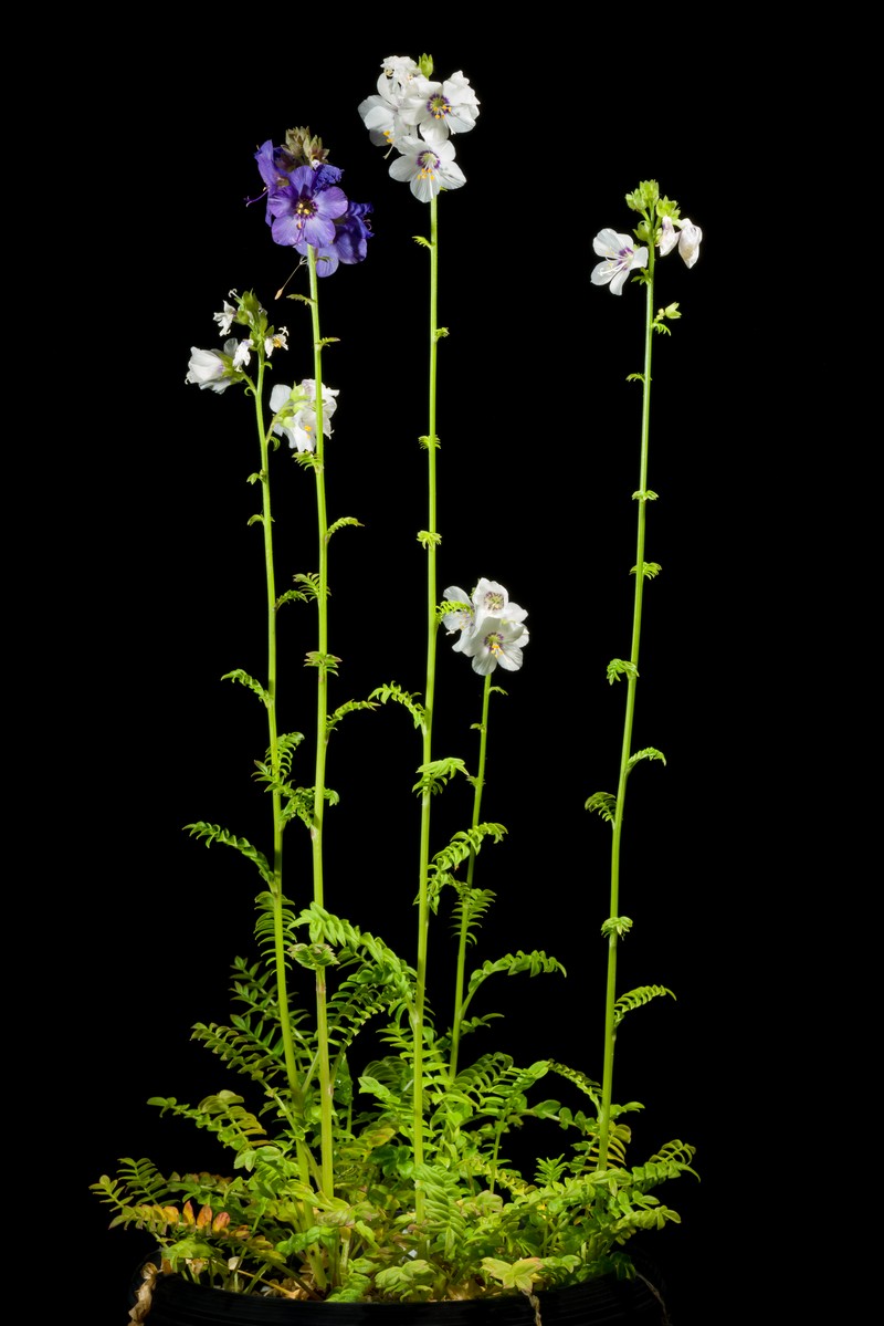 Polemonium caeruleum var. nipponicum photo 4