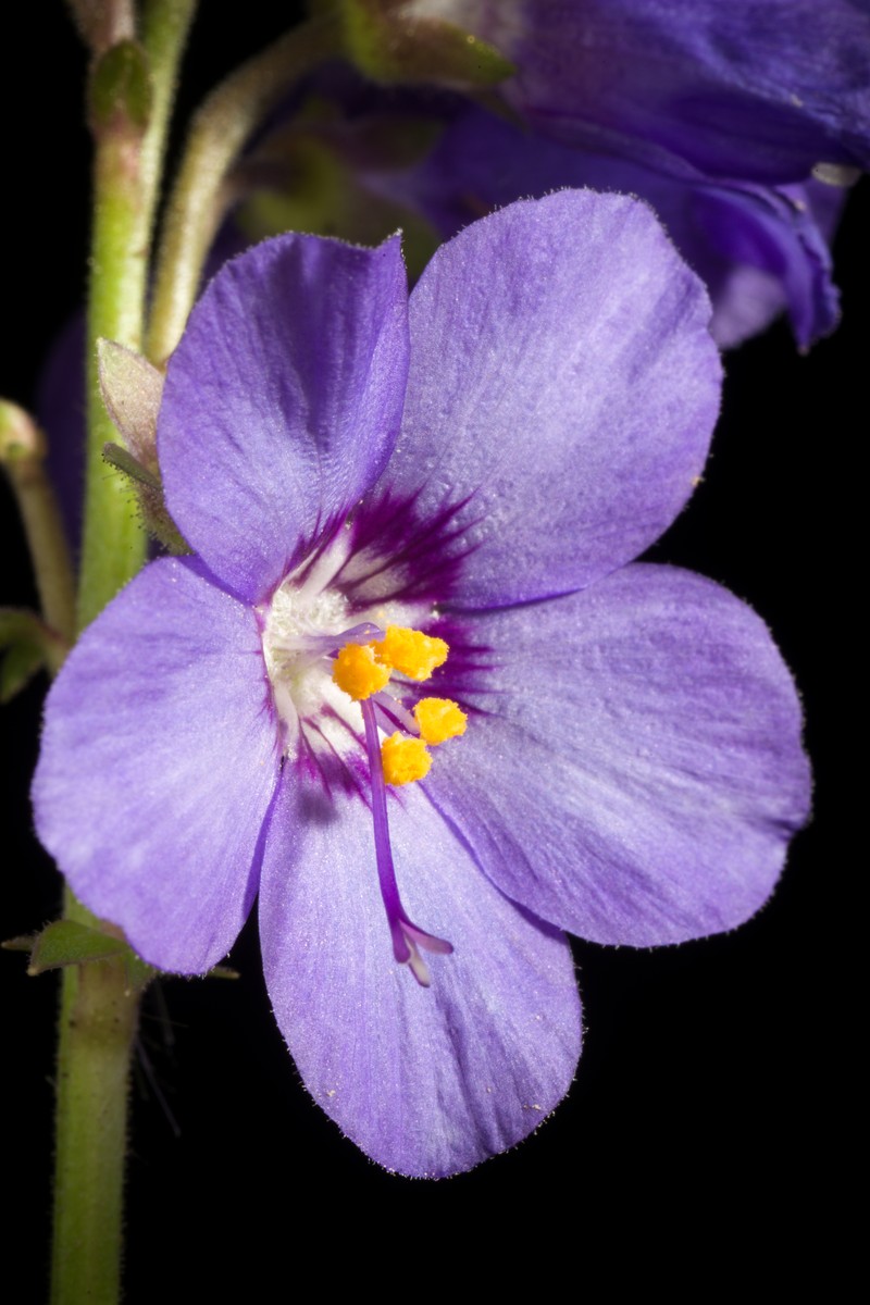 Polemonium caeruleum var. nipponicum photo 5