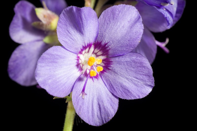 Polemonium caeruleum var. nipponicum photo 6