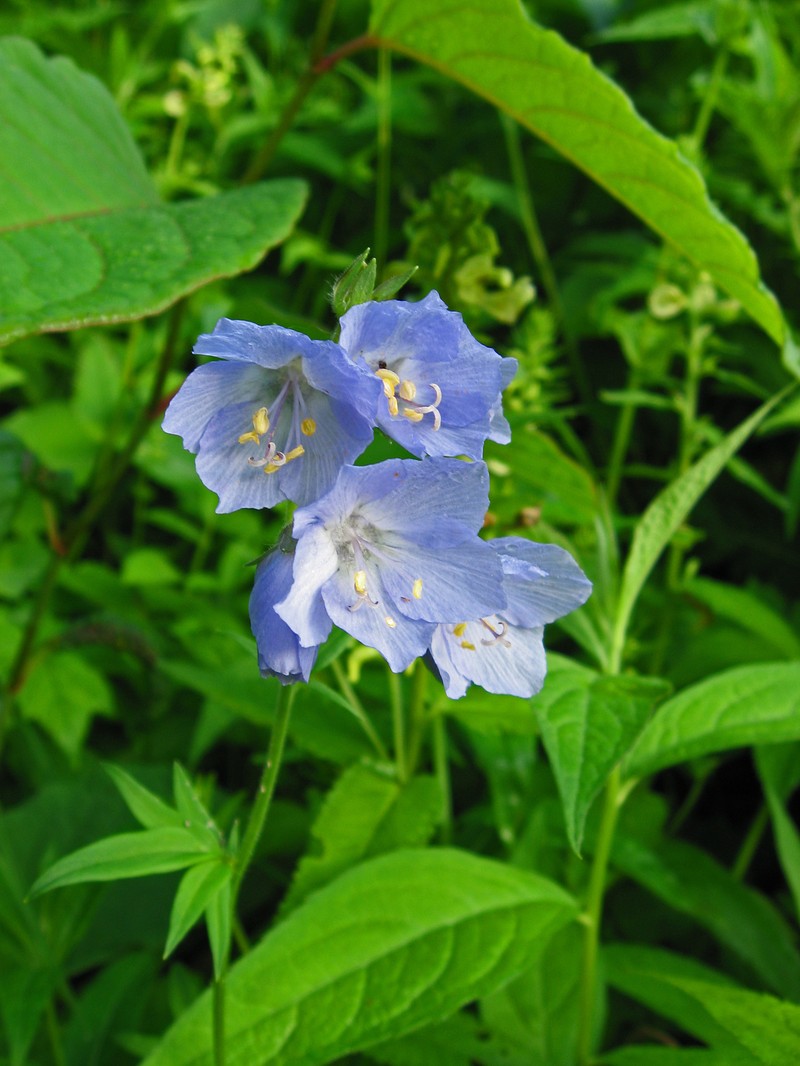 Polemonium caeruleum var. nipponicum photo 7