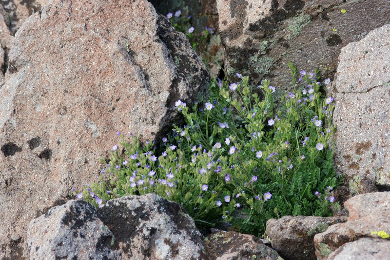 Moving Polemonium photo 4