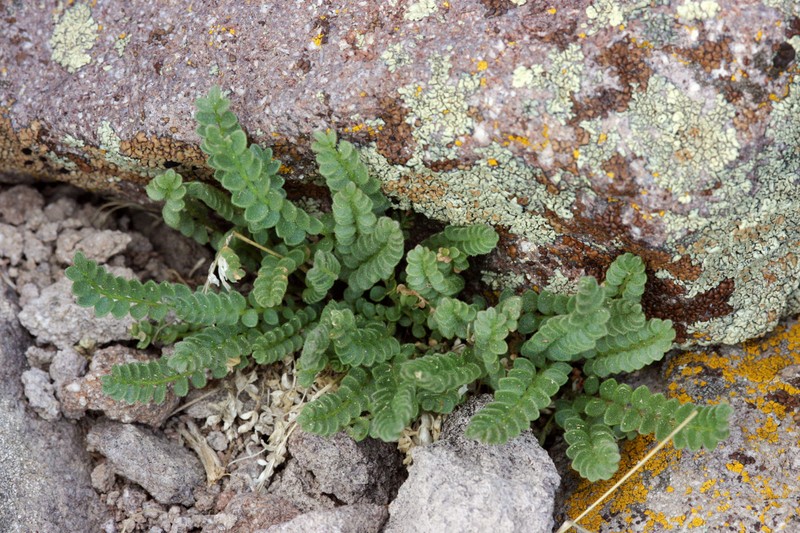 Moving Polemonium photo 5