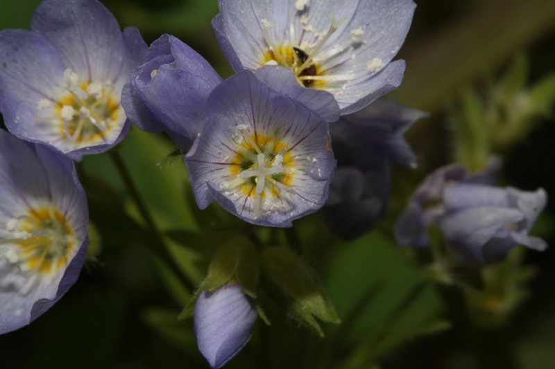 Moving Polemonium photo 6