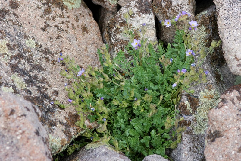 Moving Polemonium photo 2