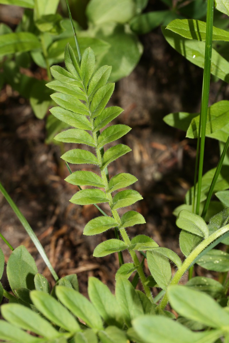 Moving Polemonium photo 3