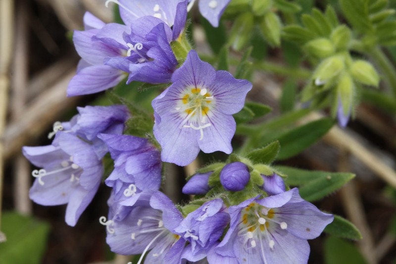 Moving Polemonium