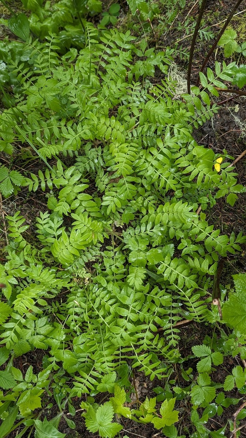 Moving Polemonium photo 3