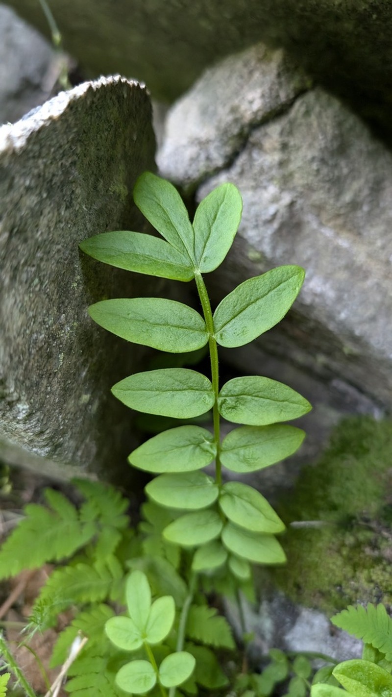 Moving Polemonium photo 4