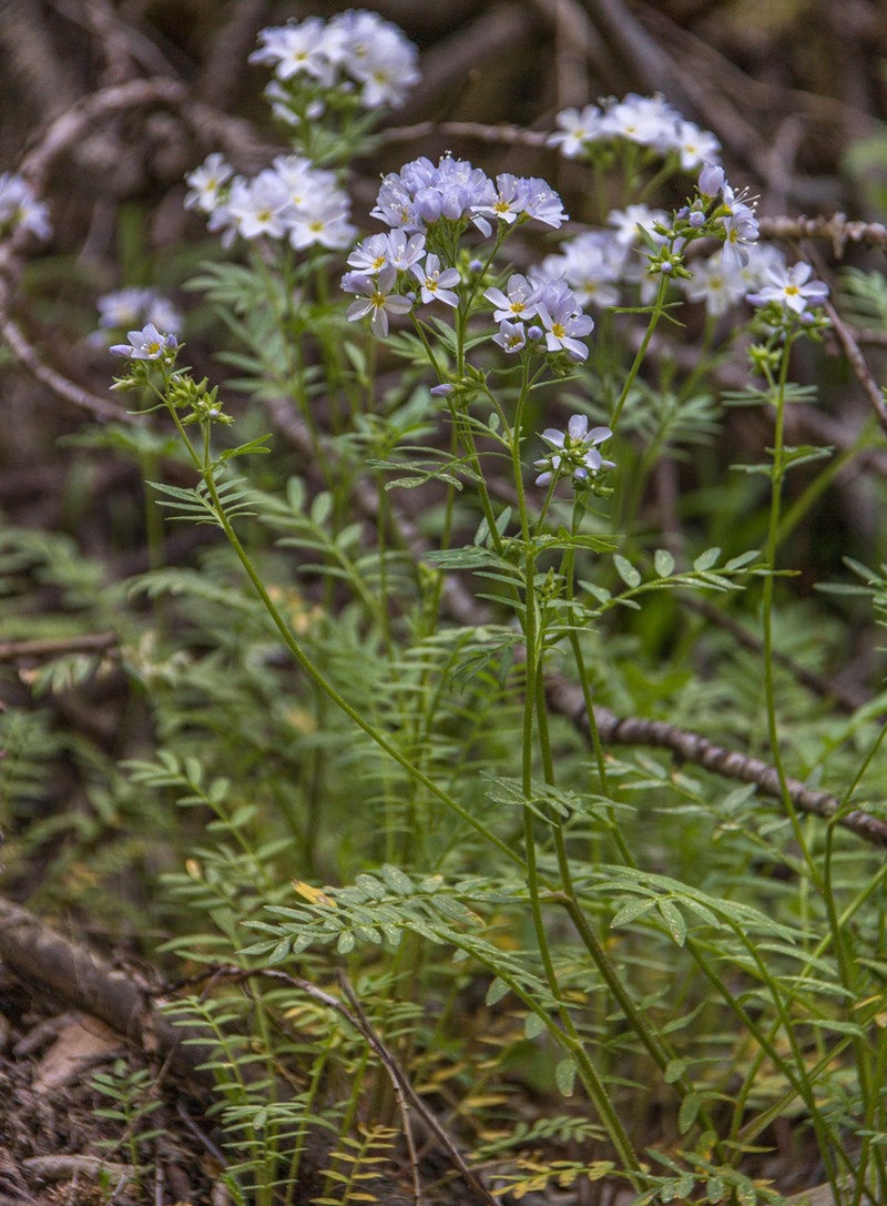 Moving Polemonium photo 5