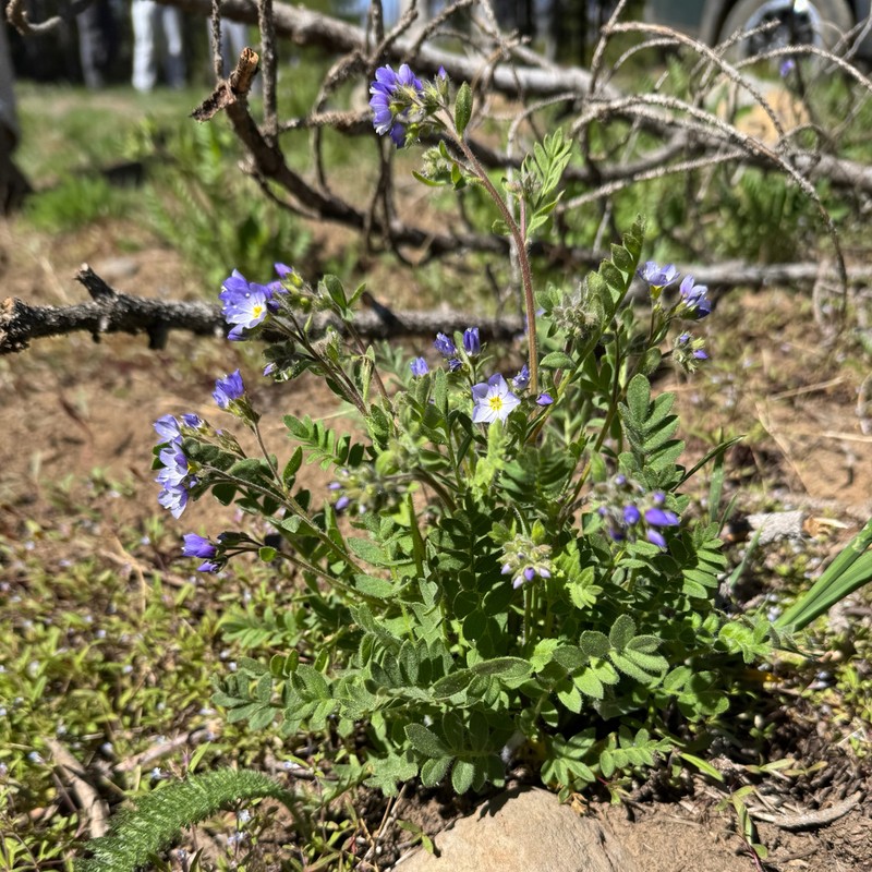 Moving Polemonium photo 6