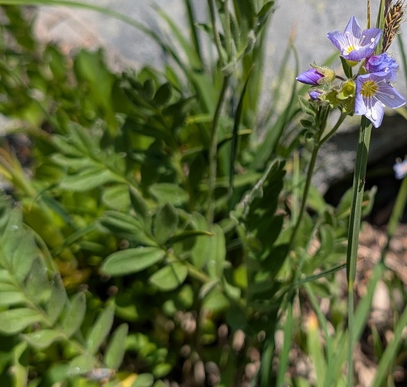Moving Polemonium photo 7