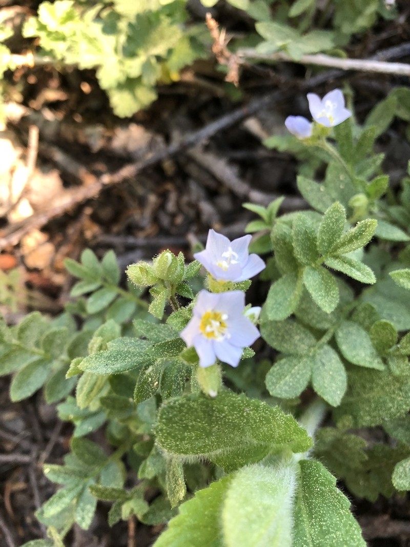 Moving Polemonium photo 8
