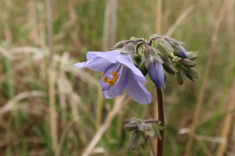 Polemonium campanulatum