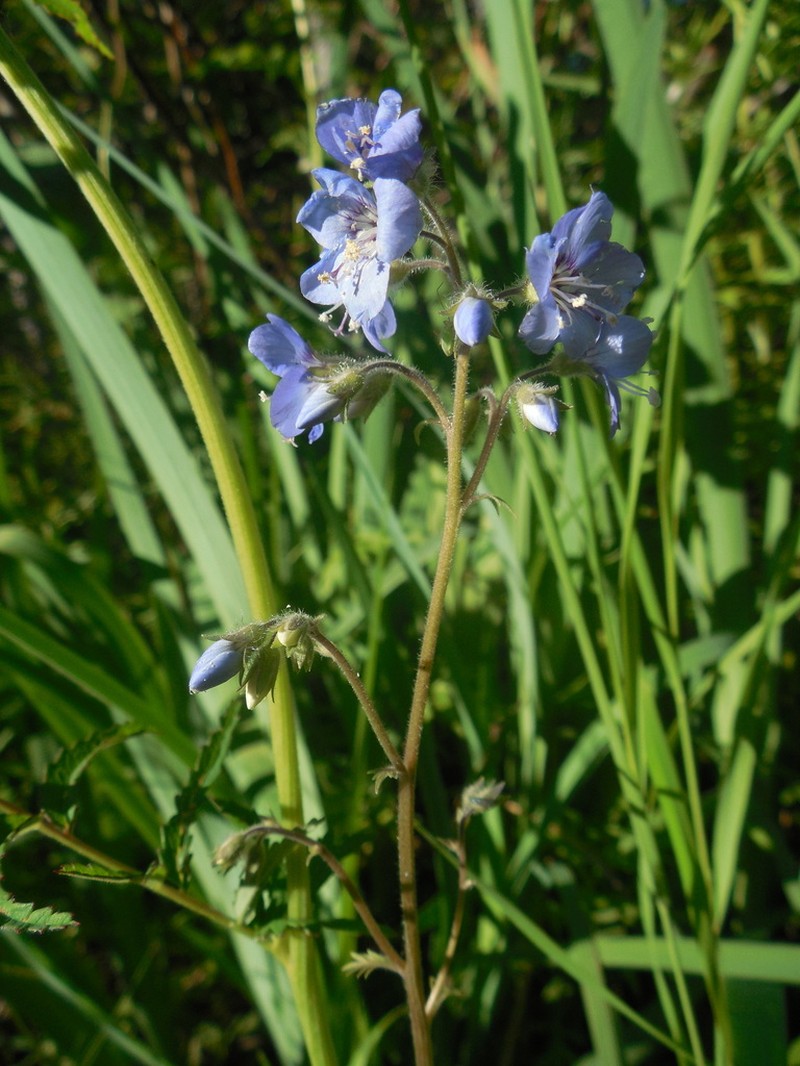 Polemonium campanulatum photo 2