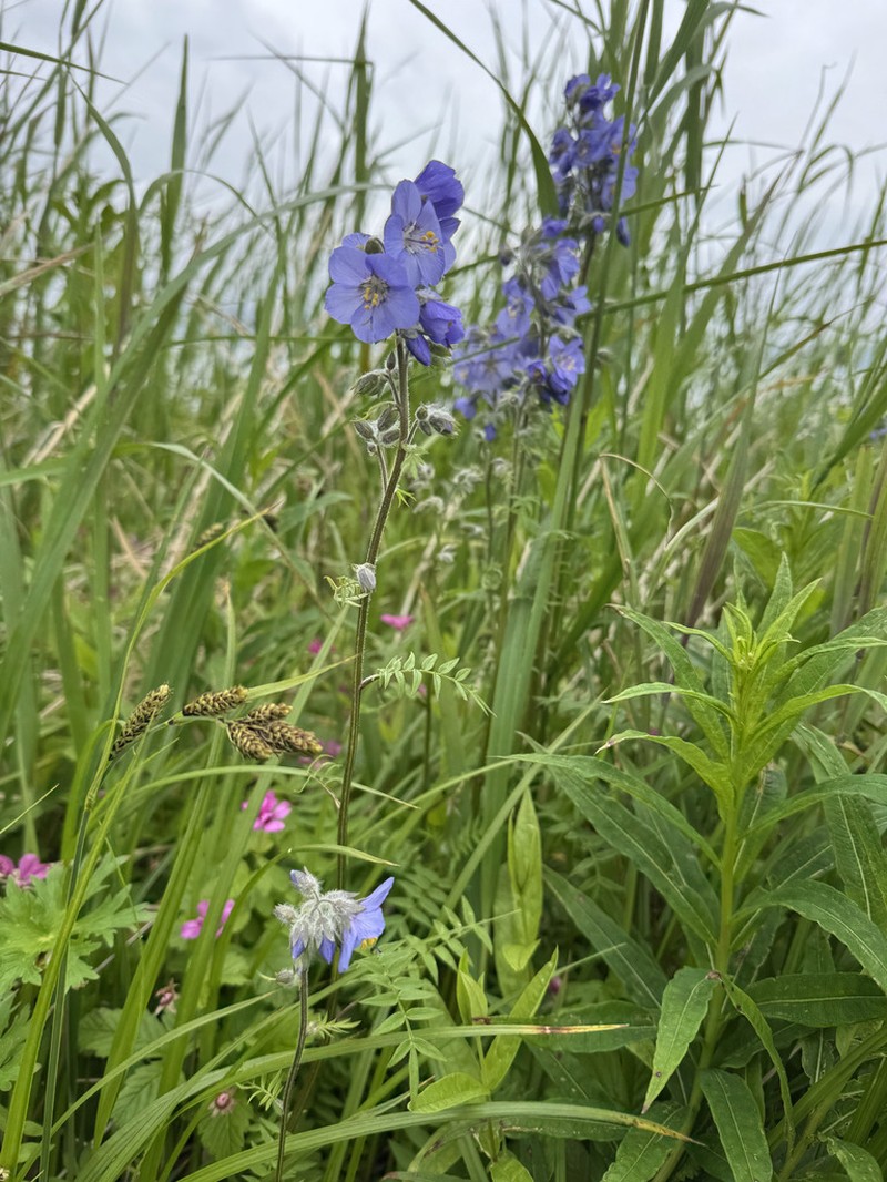 Polemonium campanulatum photo 3