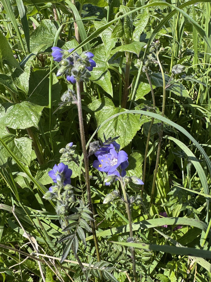 Polemonium campanulatum photo 4