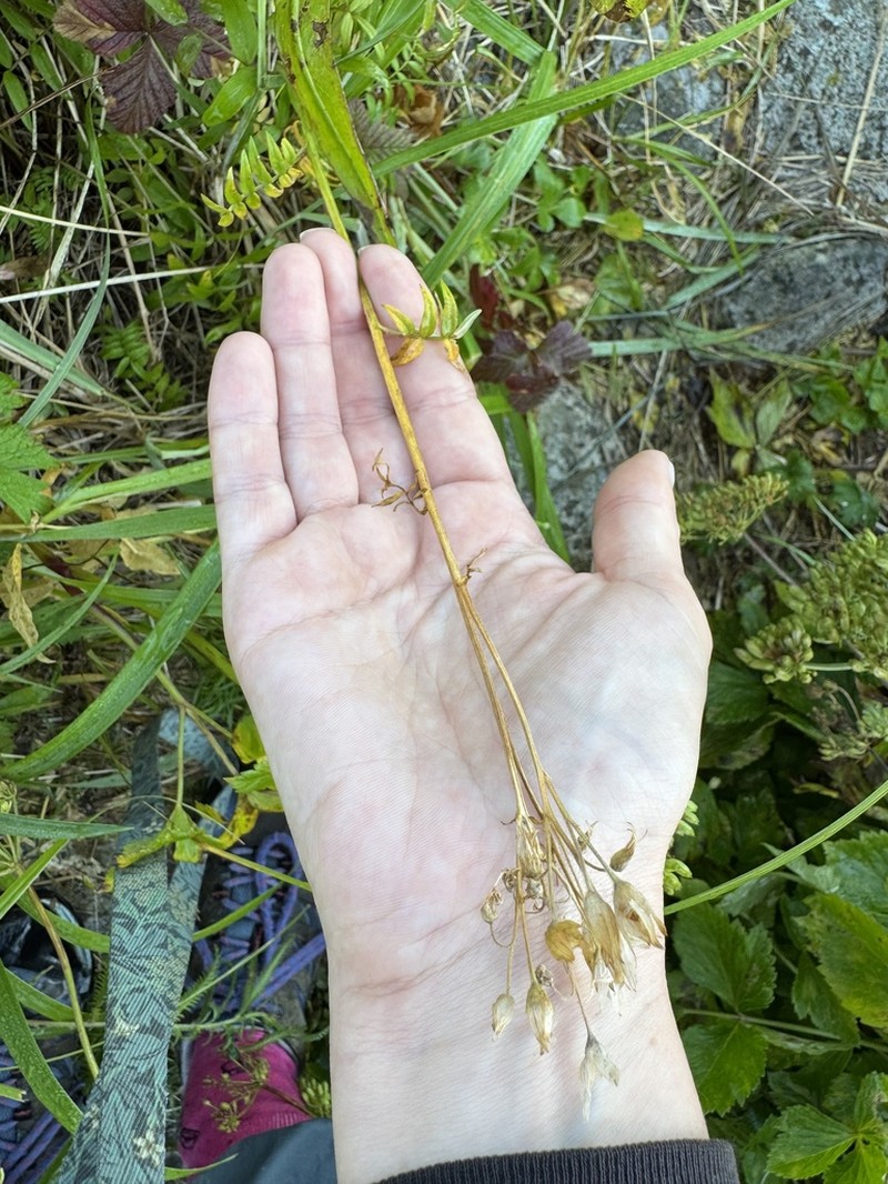Polemonium campanulatum photo 5