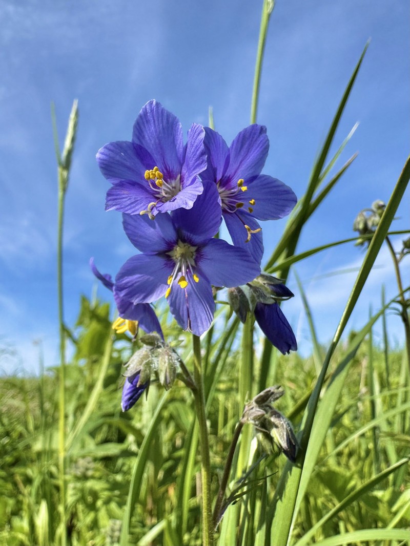 Polemonium campanulatum photo 6