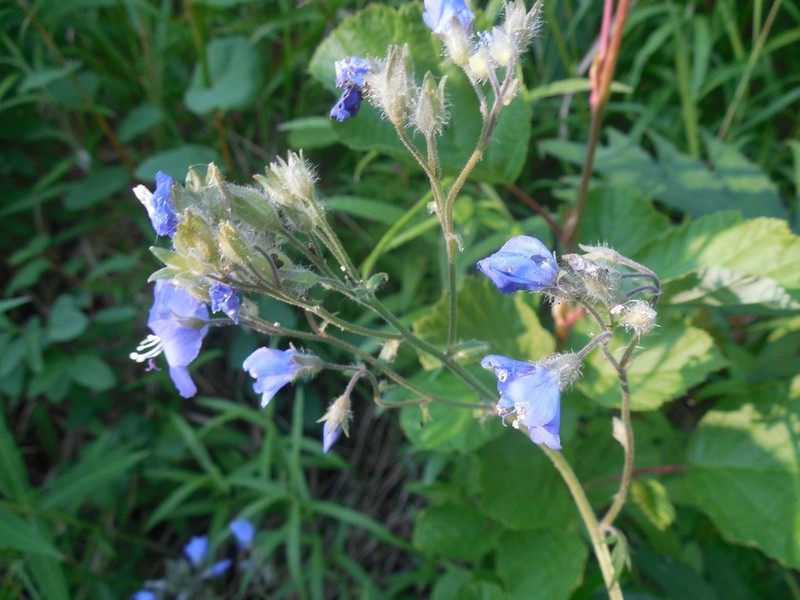 Polemonium campanulatum photo 7