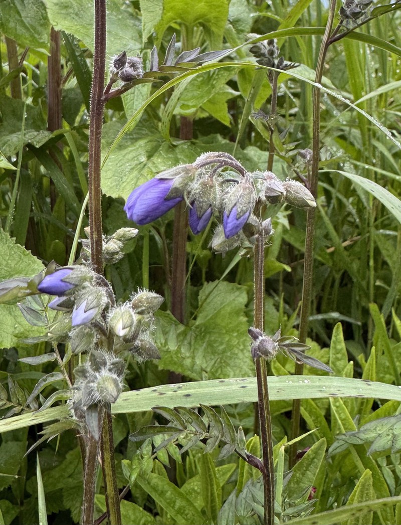 Polemonium campanulatum photo 8