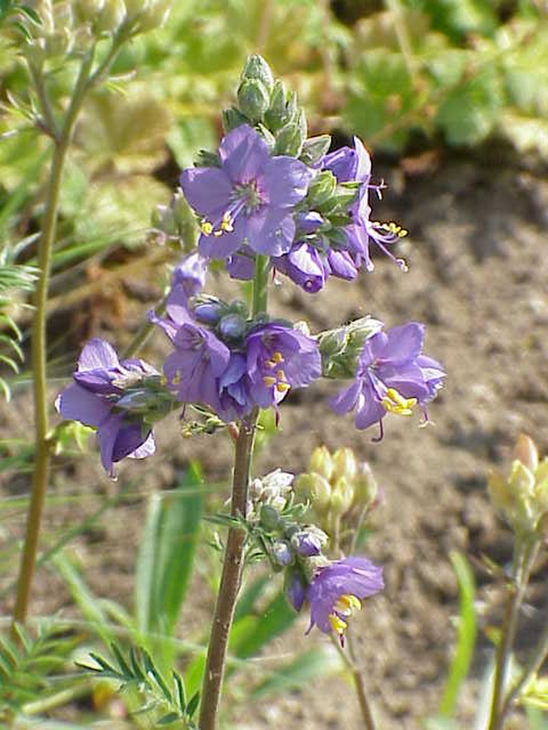 Royal Jacob's-Ladder photo 4