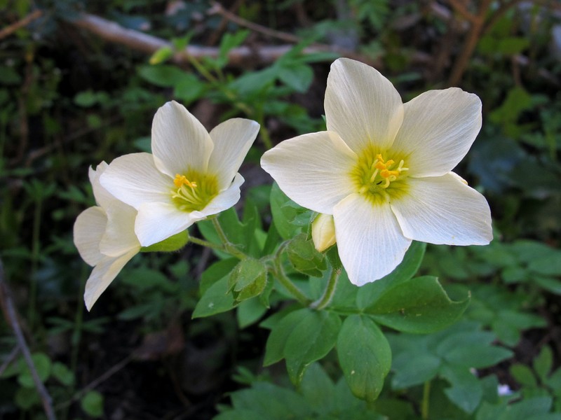 Royal Jacob's-Ladder