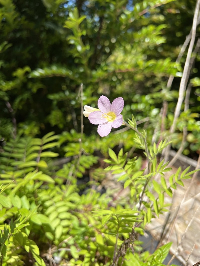 Royal Jacob's-Ladder photo 3