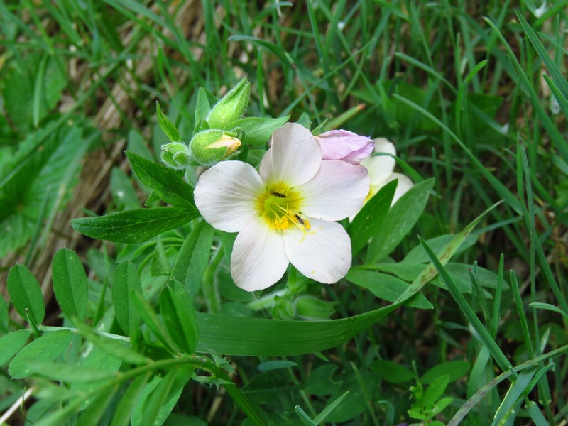 Royal Jacob's-Ladder photo 6