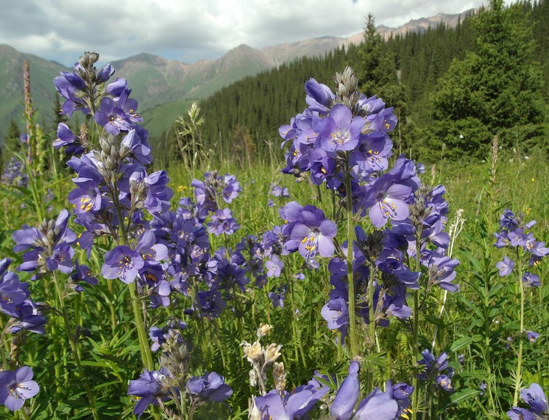 Polemonium caucasicum photo 2