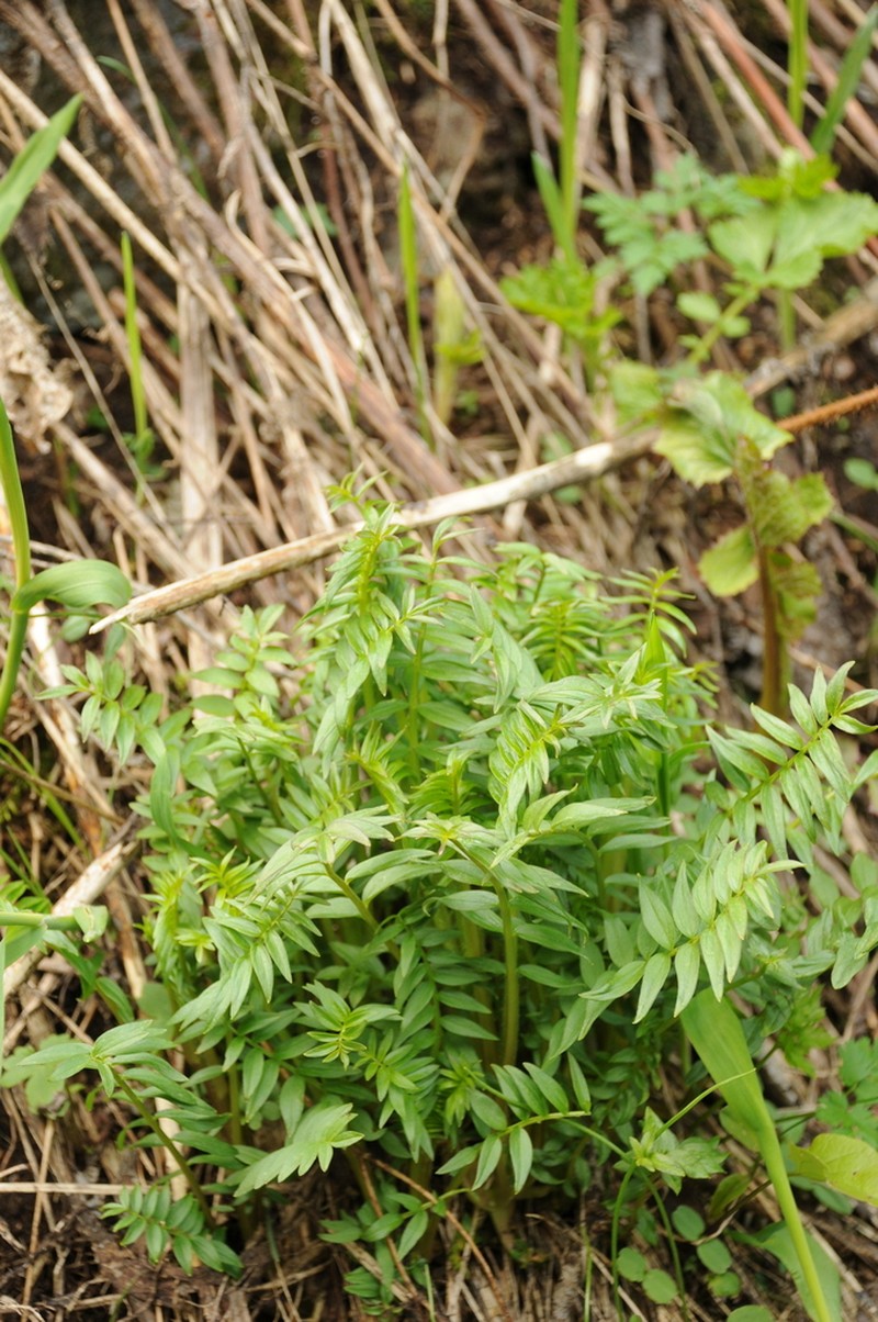 Polemonium caucasicum photo 3