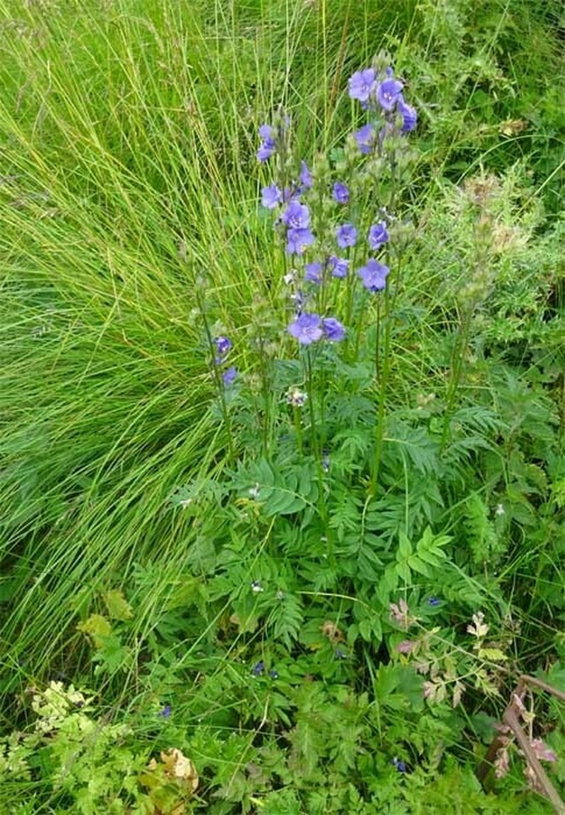 Polemonium caucasicum photo 4