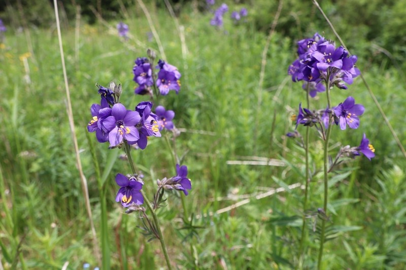 Polemonium caucasicum photo 5