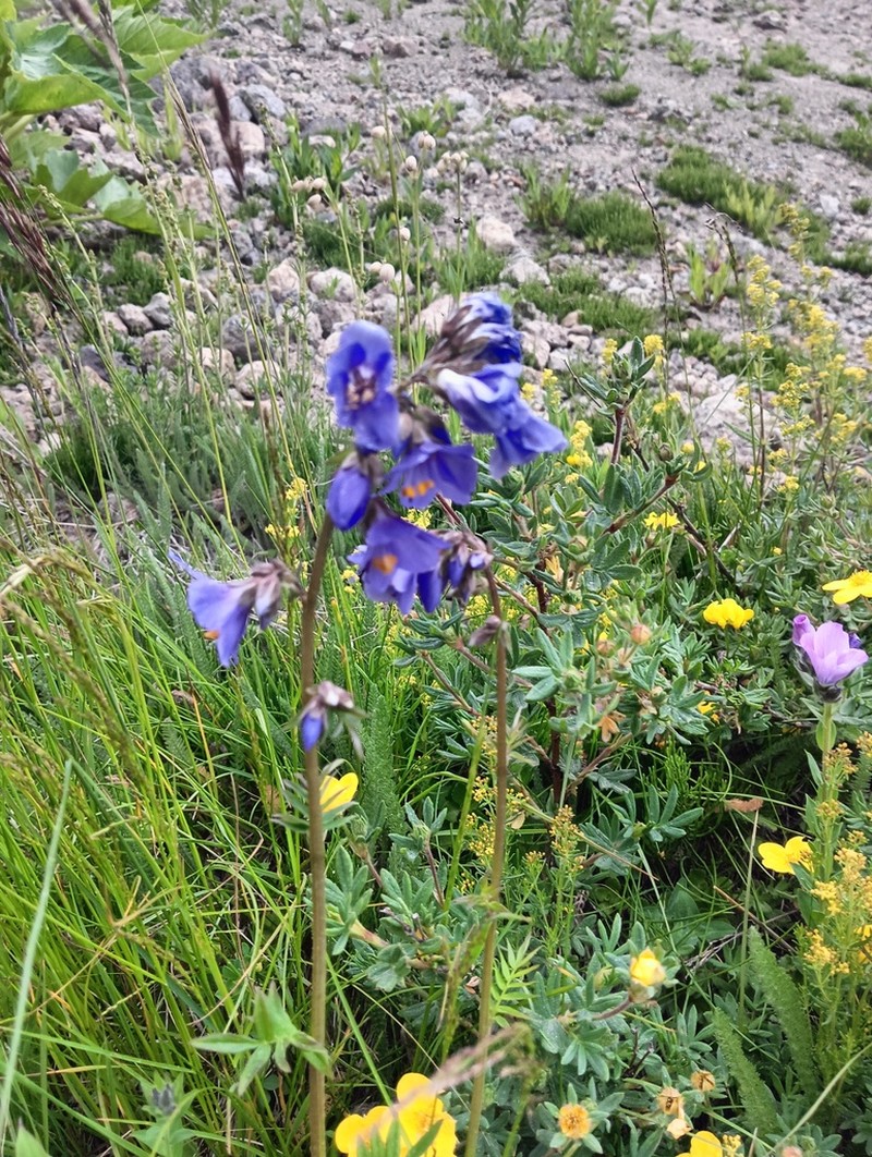 Polemonium caucasicum photo 6