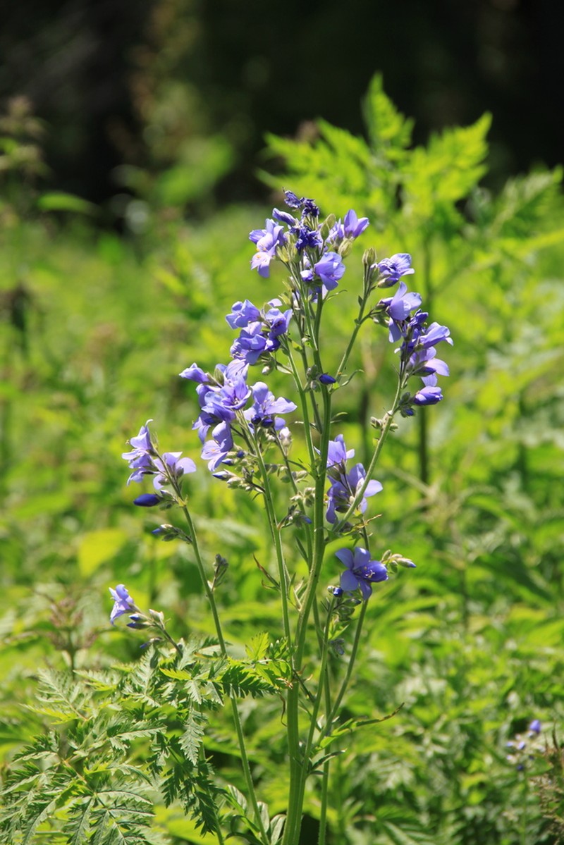 Polemonium caucasicum photo 7