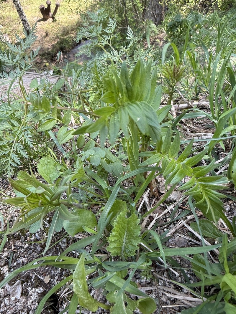Polemonium caucasicum photo 8